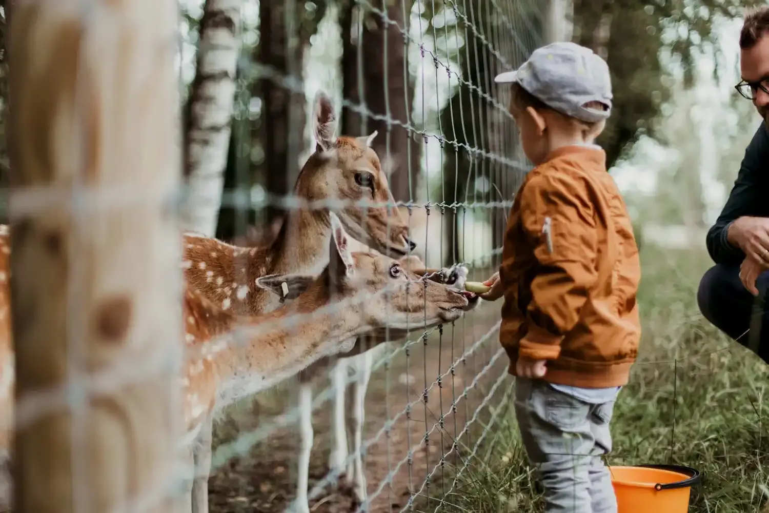 A family with children watching giraffes at a zoo