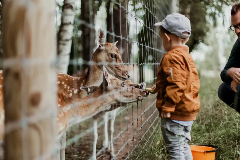 Rodina s dětmi pozorující žirafy v zoologické zahradě