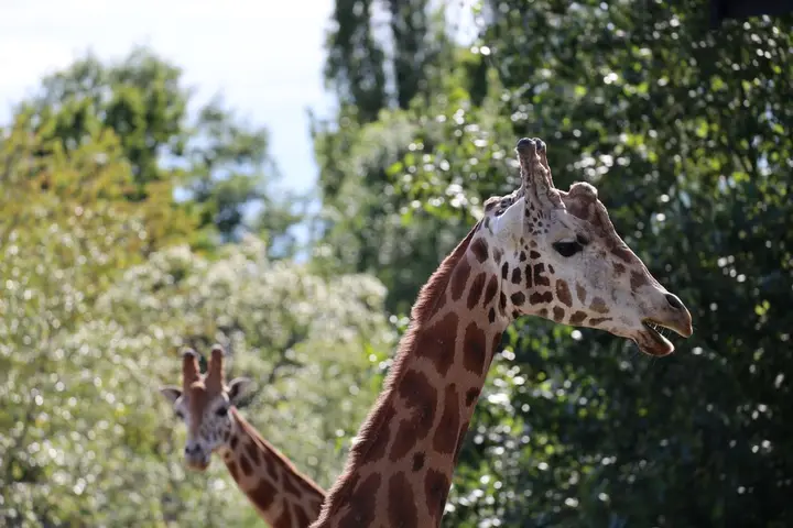 Vstupenka do ZOO